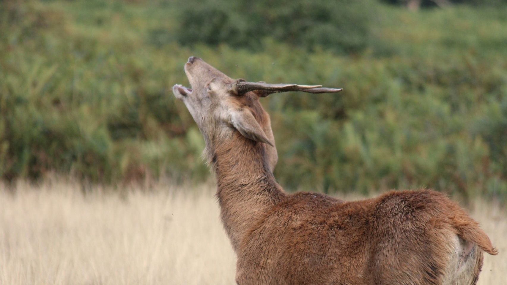 Psalm 42:2 Sehnsucht nach mehr!