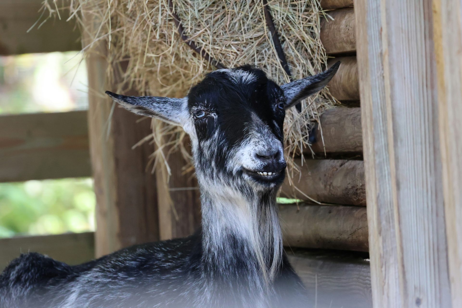Lukas 2,7 Ein Stall, ein Retter, ein neuer Anfang → „Und sie gebar ihren erstgeborenen Sohn und wickelte ihn in Windeln und legte ihn in eine Krippe, weil in der Herberge kein Raum für sie war.“